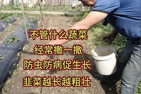 不管什么蔬菜，经常撒一撒，防虫防病促生长，韭菜越长越粗壮视频封面