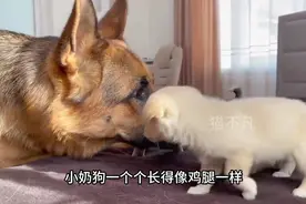 德牧头一次看到儿子，好奇又惊喜，父子见面的画面太感人了！视频封面