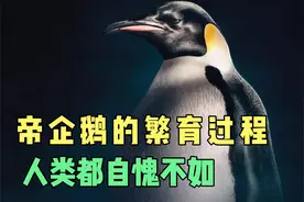 帝企鹅的发育过程，人类和它们比起来，简直是渣渣#纪录片