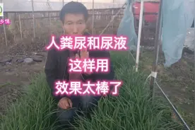 人粪尿和尿液还能这么用，效果也太好了，今天才知道