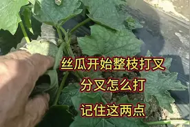 丝瓜开始整枝打叉了，分叉怎么打？怎么留？记住这两点