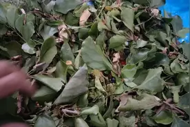 黄皮寄生视频封面