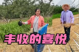 芒种时节，农忙季节，三夏收麦现场视频分享@西瓜视频 @抖音视频封面
