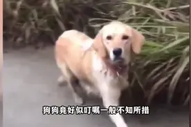 狗狗走失一年，主人路边偶遇惊喜呼喊，狗狗的反应暖哭所人
