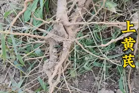 棉花根又名上黄芪，煮水厉害了，也许你也用得视频封面