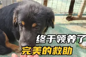 小黑狗终于有新主人了，四只小奶狗都有家了，一次完美的救助啊。
