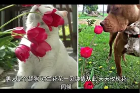 男人是个变色龙，追求时热情如火，婚后却冷若冰霜，从奴隶到将军视频封面