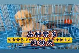 犬类比萌！花鸟市场里许多奶声奶气的小奶狗，太萌宠了！