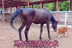 马的饲养技术视频封面