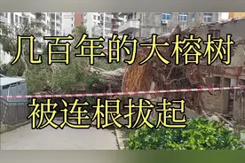 15级超强台风登陆泉州，有多大威力？几百年的大榕树被连根拔起