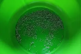 洗牛仔裤小秒招视频封面