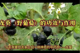 龙葵（野葡萄）的功效与作用视频封面