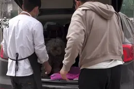 邋遢狗狗被送到店里做美容，剪完毛以后变化太大了，主人竟认不出