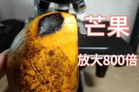 芒果长黑斑还能吃吗？让我们放在显微镜下放大800倍看看视频封面
