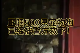 正阳500只宠物狗被警方救下全过程！视频封面
