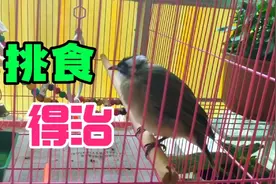 白头翁幼鸟挑食不吃虫子，主人只用了一招，便让鸟宝连吃几条
