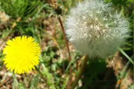 蒲公英之二，采收注意事项，辨认与采收时机，采后处理视频封面