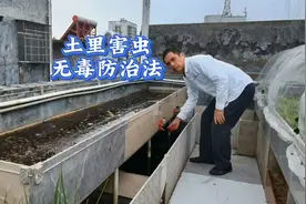 菜地有西瓜虫千足虫怎么办？水淹杀土壤害虫，无毒害见效快视频封面