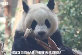 大头bb“文静家欣”姨姨们能区分了吗？