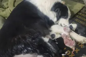 边牧也生宝宝了，还生出来一个异色大家看看见过没有