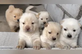 五只性格可爱奶凶奶凶的小土狗，跟它们相处几天后就变乖了