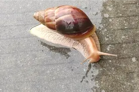 非洲大蜗牛，美味佳肴，还是致命危害？