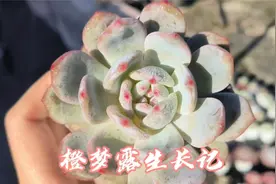 橙梦露叶层僵叶了，我选择把僵掉的叶层扳掉，你们是怎么处理的？视频封面