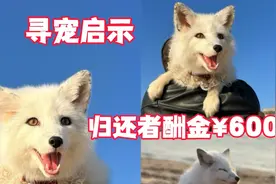自驾游收养的狐狸在深圳梧桐山走丢半月未归，归还者酬谢¥6000元视频封面