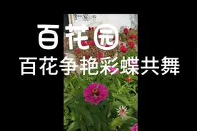 夏天因风而清凉，因花而美丽。万物因夏天而生长茂盛。视频封面
