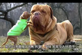 为什么狗的口水会有“狗臭”？视频封面