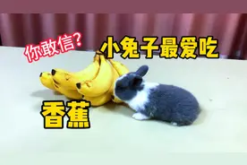 据说：小兔子最爱吃香蕉，帅小伙实测