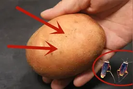 家里蟑螂多别慌！教你用1个土豆，蟑螂全灭光光，比杀虫剂安全视频封面