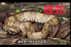 世界上最致命的毒蛇之一蝰蛇，来一起了解一下吧！视频封面