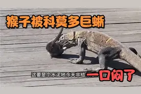 猴子被科莫多巨蜥活吞了！镜头记录全过程叽叽喳喳叫个不停