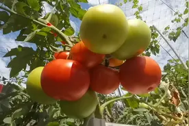 六月四号，西红柿红了！沉甸甸的一大串，收获的是喜悦！视频封面