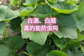 白酒、白醋、糖能不能防治蔬菜虫害？告诉你真实答案，这个才好使视频封面