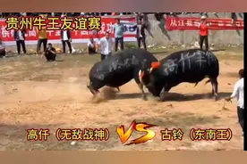 26万引进的牛王1分钟就被打跑了，非常的遗憾震惊，它还有希望吗视频封面