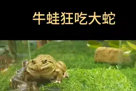 牛蛙狂吃大蛇，自然法则，弱肉强食视频封面