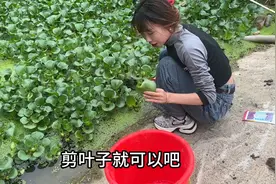 都说水葫芦可以喂猪，今天摘点试试看会吃不？视频封面
