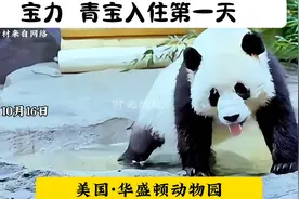 宝力 青宝入住美国华盛顿动物园视频封面