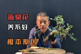 海棠种不活或不开花，原因在这里视频封面