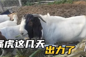 同只母羊跑羔，两只公羊趴胯，母羊是怀第一只的羔还是第二只的视频封面