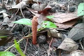 农村金蝉花太多了，有没有朋友，知道这个知了猴花有什么作用。