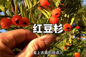 红豆杉果到底可不可以吃呢？国家一级保护植物结的果，果然不一般