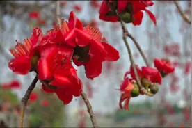 百年木棉花绽放，春意盎然，美不胜收！视频封面