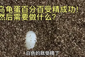 第2集 怎么判断乌龟受精成功？受精成功后需要做什么？视频封面