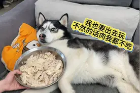 狗狗闹绝食连肉都不吃，气得主人上去就是一巴掌！下一秒都别笑！视频封面
