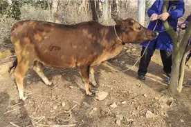 08黄牛配种