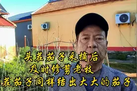 头茬茄子采摘后及时修剪老枝二茬茄子同样结出大大的茄子视频封面