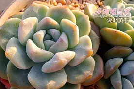 冰玉叶片好像石化了。大意外，塑料盆种上粉水晶，竟然出状态了。视频封面